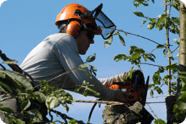 Everything You Need To Know About Emergency Tree Surgery