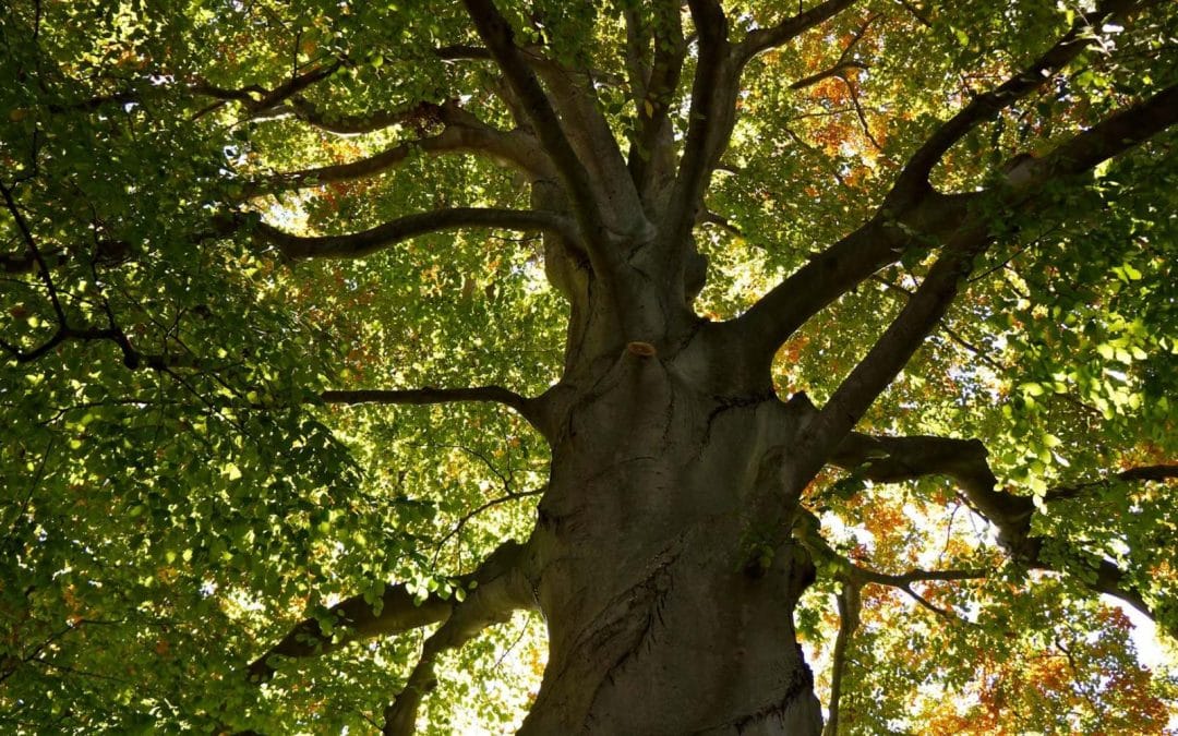 Top Things to Consider Before Removing a Tree from Your Garden