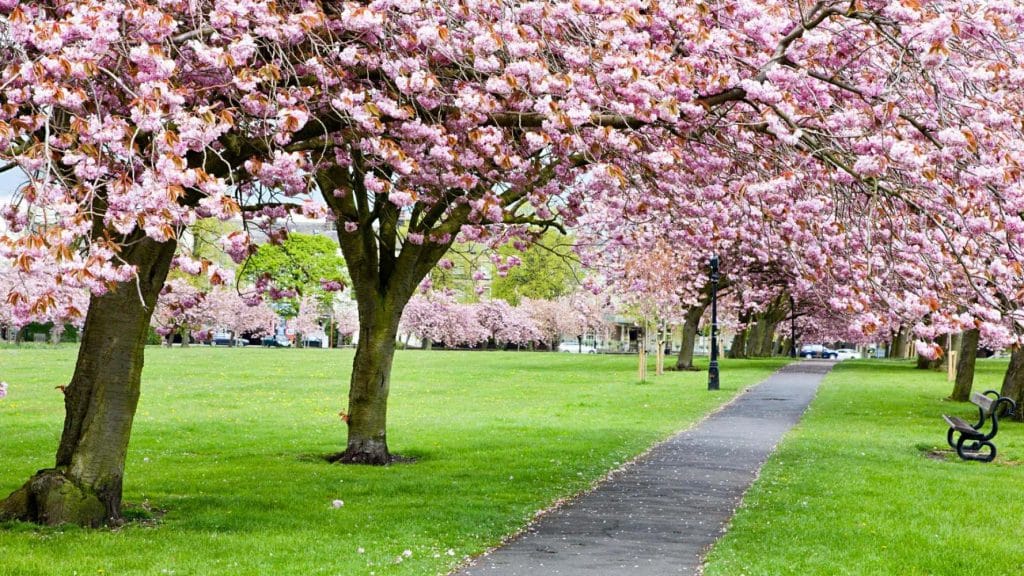 Tree surgeons in woking