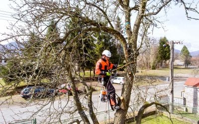 Understanding the Difference: Arborist vs. Tree Surgeon