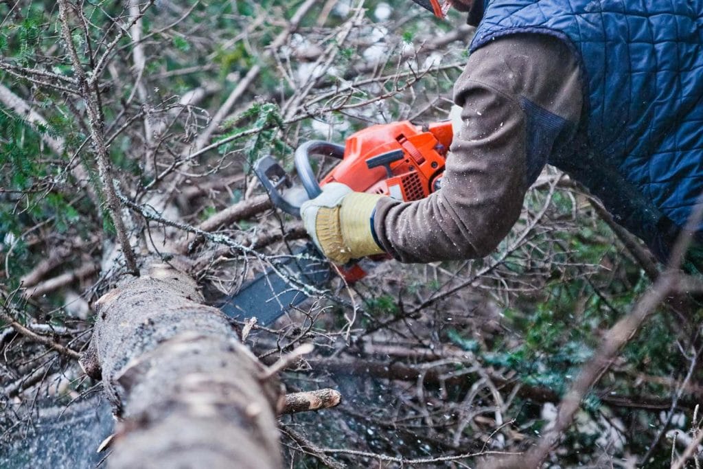 Tree surgeon woking