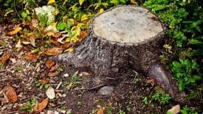 Tree Stump Removal
