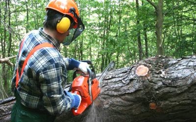 When do Tree Surgeons Prefer to Prune Trees in a Garden?