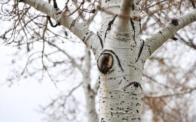 What’s the Role of Tree Surgeons in Landscape Gardening?