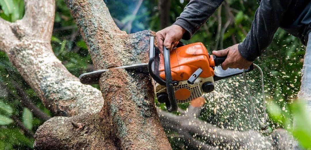 Different Techniques of Tree Surgery Implemented by the Tree Surgeons |  Roots & Shoots