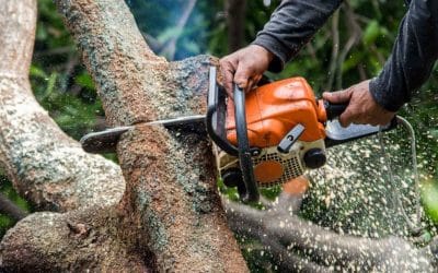 4 Reasons to Get Trees Checked Frequently By Tree Surgeons