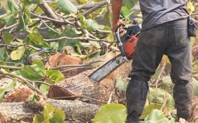 How We Can Help Ensure Strong and Healthy Trees Through the Spring?