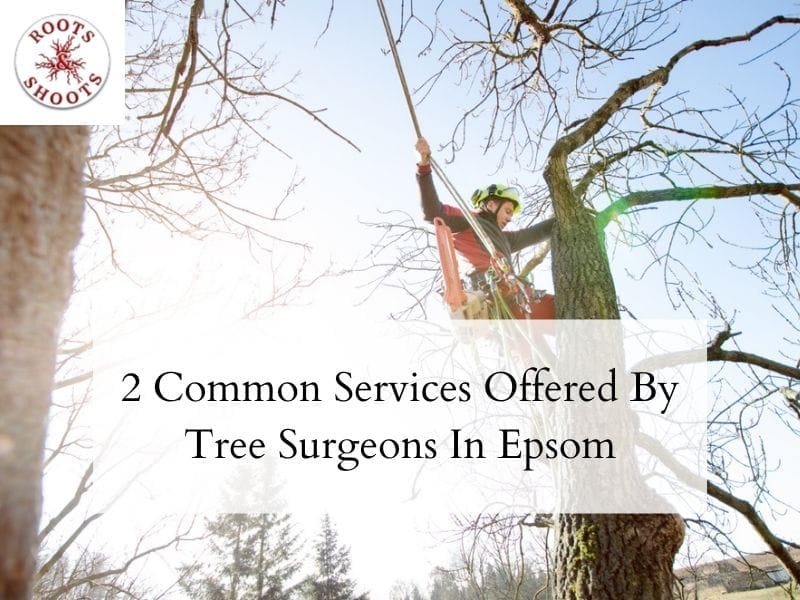 tree surgeon epsom