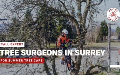 Call Expert Tree Surgeons in Surrey for Summer Tree Care