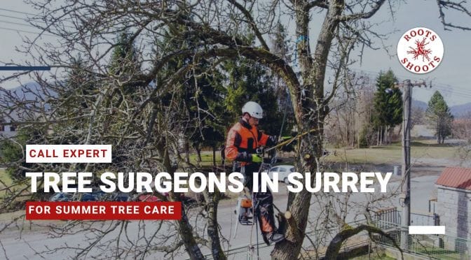 Call Expert Tree Surgeons in Surrey for Summer Tree Care