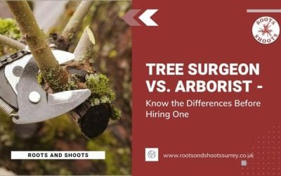 Tree Surgeons Vs. Arborist – Know the Differences Before Hiring One