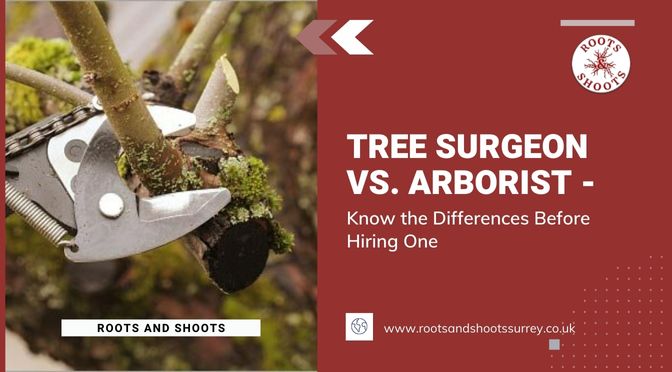 Tree Surgeons Vs. Arborist - Know the Differences