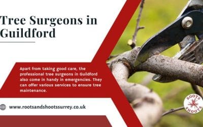 Few Emergency Services Provided by Tree Surgeons in Guildford