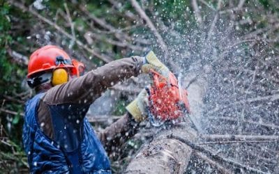 Major Reasons Why You Will Need to Remove Rotting Tree Stumps