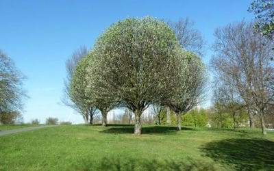 Four Types of Surgeries a Tree Surgeon Offers In Epsom