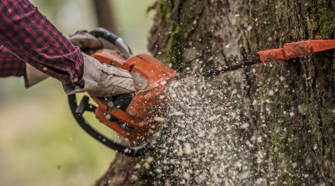 Tree Surgery: What are the Common Tools Used?