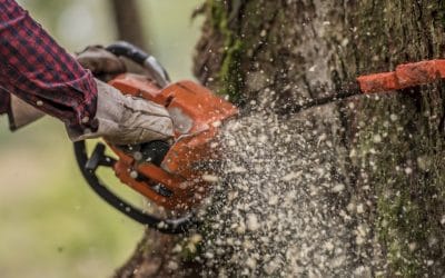 Tree Surgery: What are the Common Tools Used?