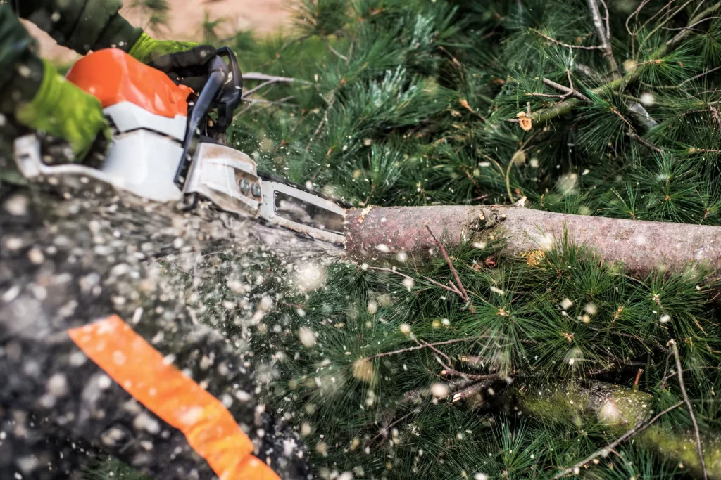 Tree Cutting and Pruning