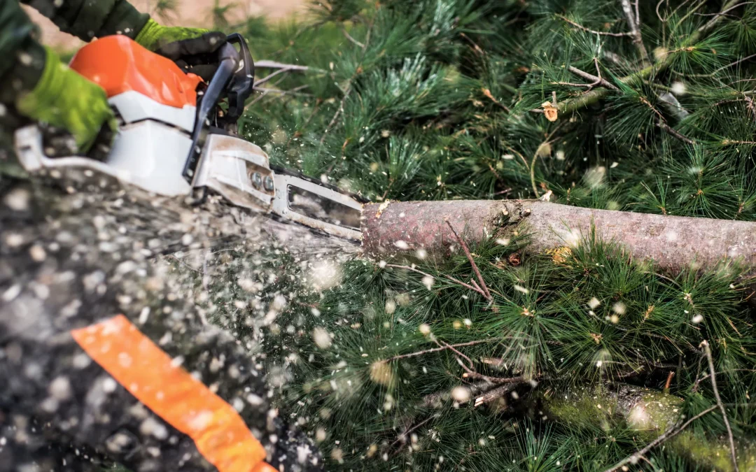 Why Timing Matters in Tree Cutting and Pruning: Expert Advice from Tree Surgeons in Epsom