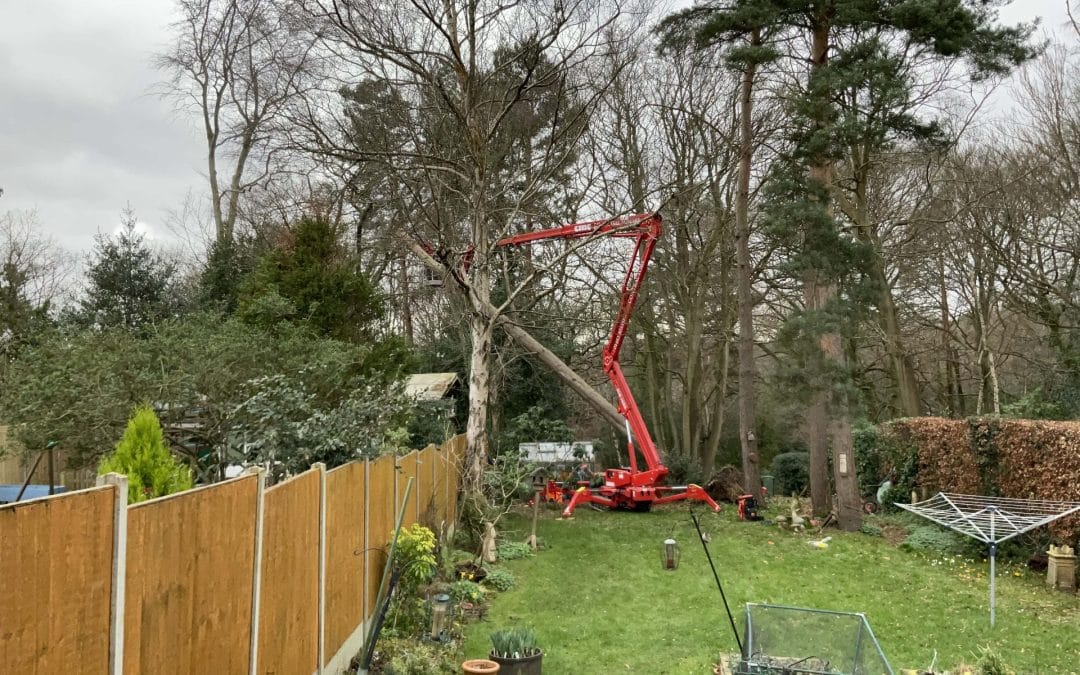 How a Tree Surgeon Can Help With Professional Garden Maintenance?