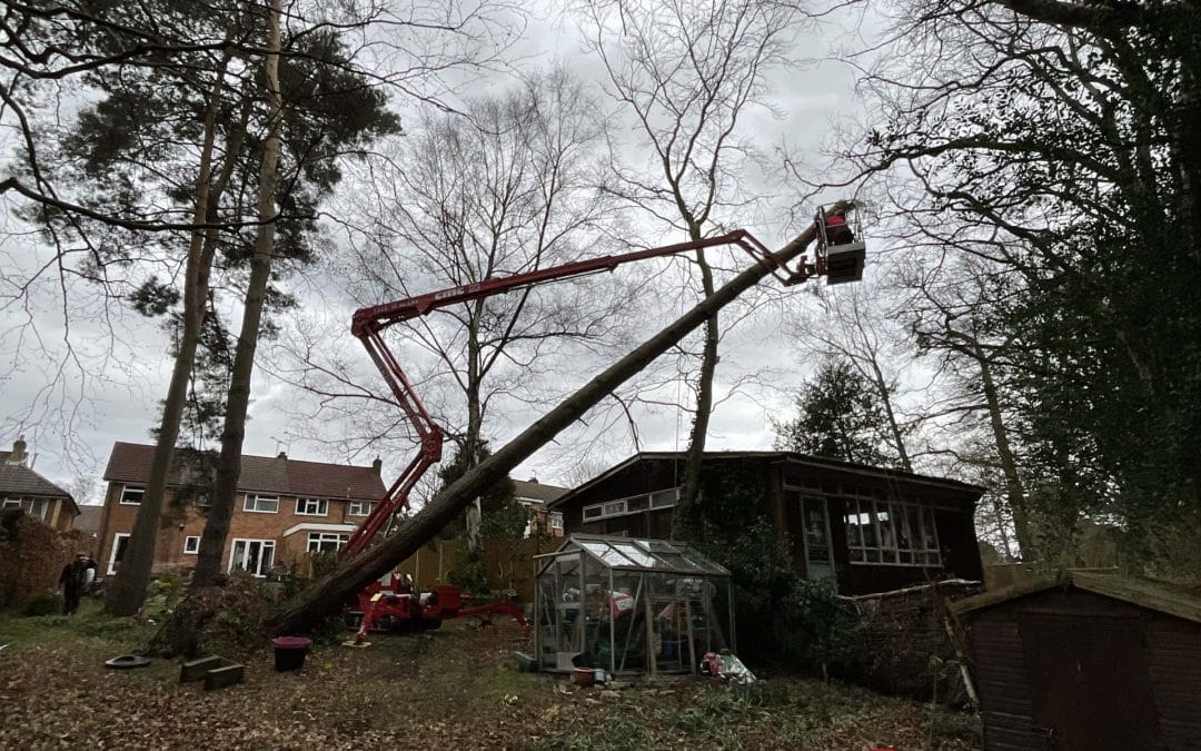 Tree Surgery and Site Clearance: A Smart Investment in Property