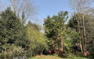 How to Tell if Your Tree Needs Surgery: Signs to Watch For