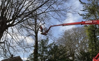 How to Choose the Right Tree Surgery Service for Your Property?