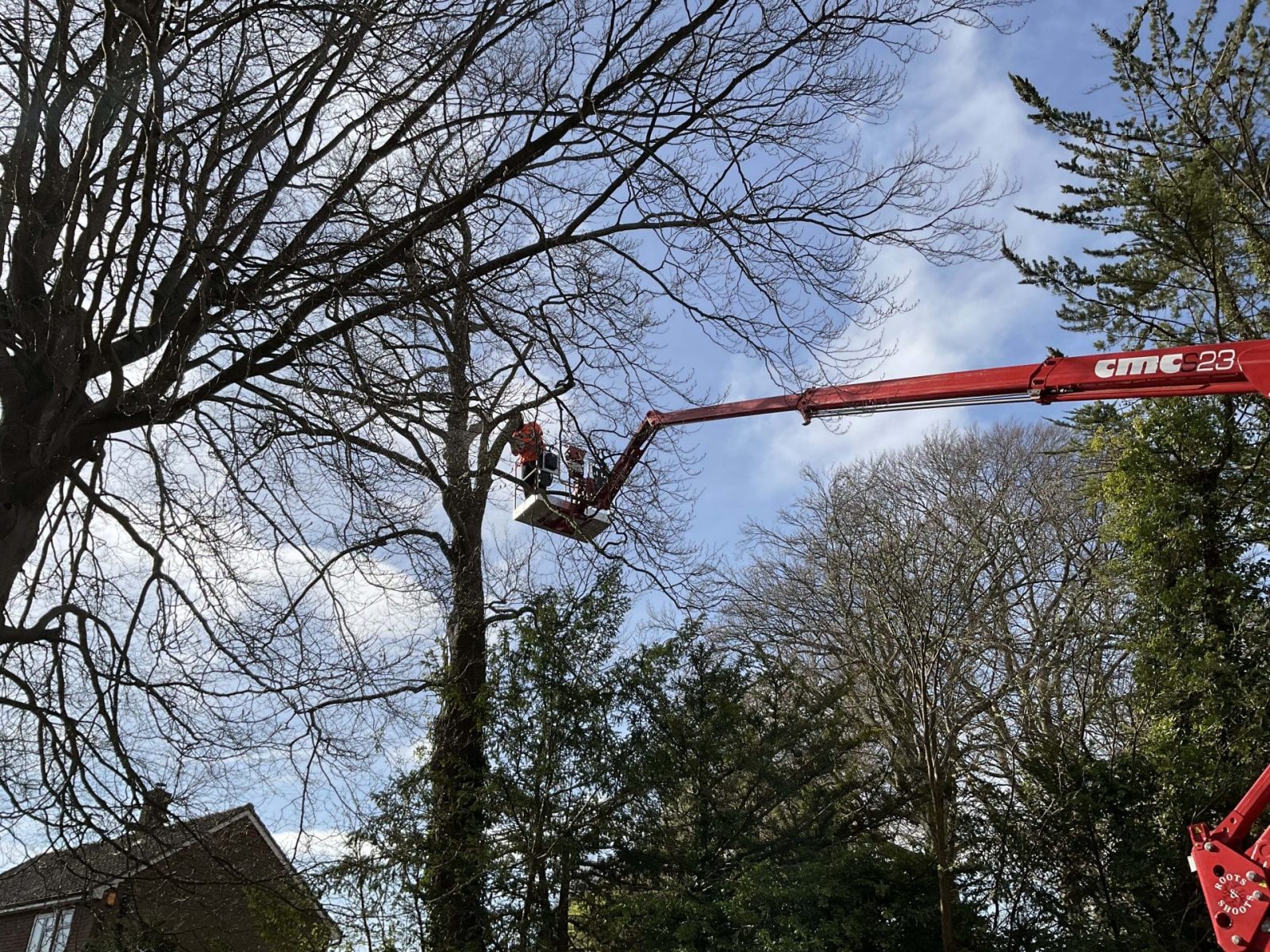 Tree surgeons Kingston