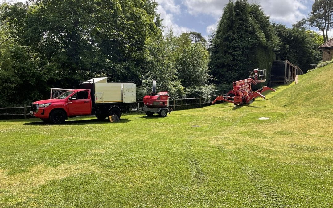 5 Essential Tips to Protect Young Trees Before Winter Sets In