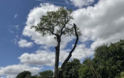 4 Varieties of Tree Removal Services