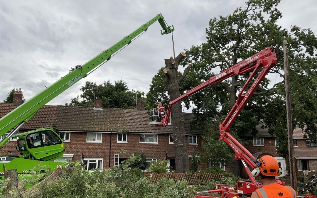 Qualities to Look For in Your Local Tree Surgeon