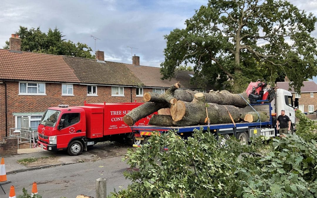 Can I Cut My Neighbour’s Overhanging Tree? Know the Law