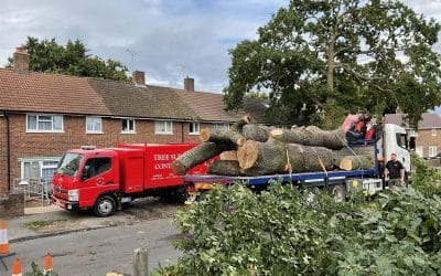 Can I Cut My Neighbour’s Overhanging Tree? Know the Law