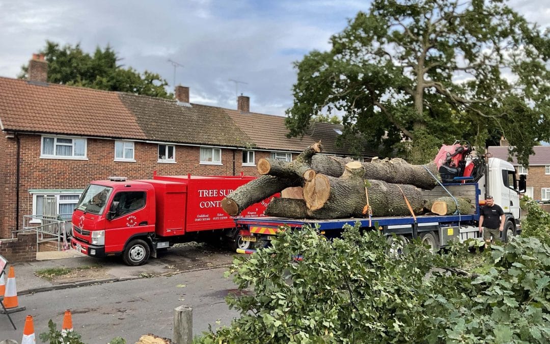 Top 5 Care Tips from Expert Tree Surgeons