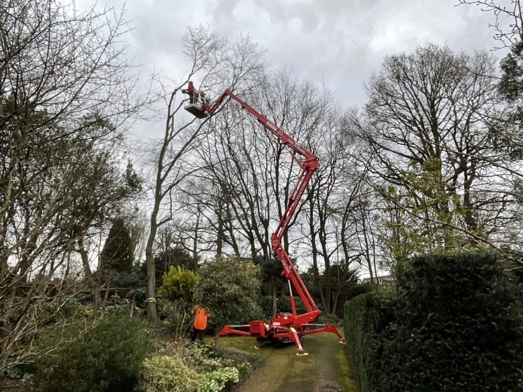 Professional Tree Surgeon