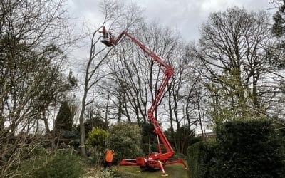 How to Tell If Your Tree Needs a Professional Tree Surgeon?
