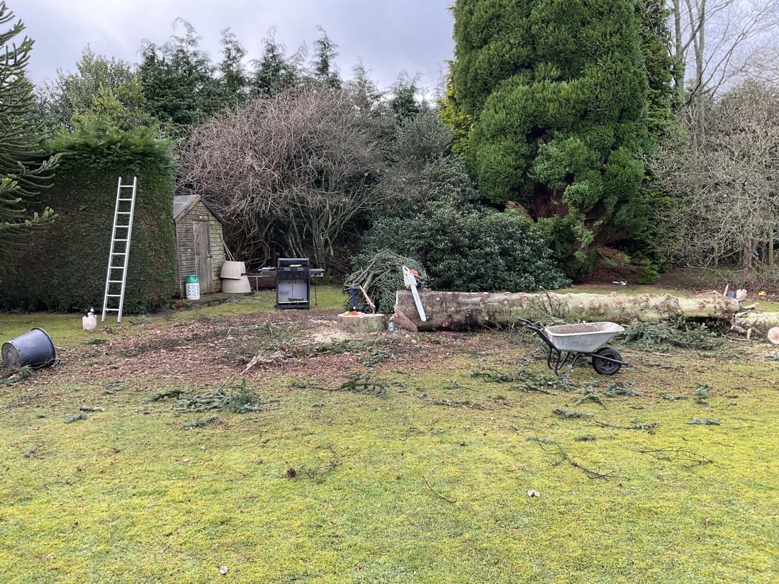 Tree Surgery Service