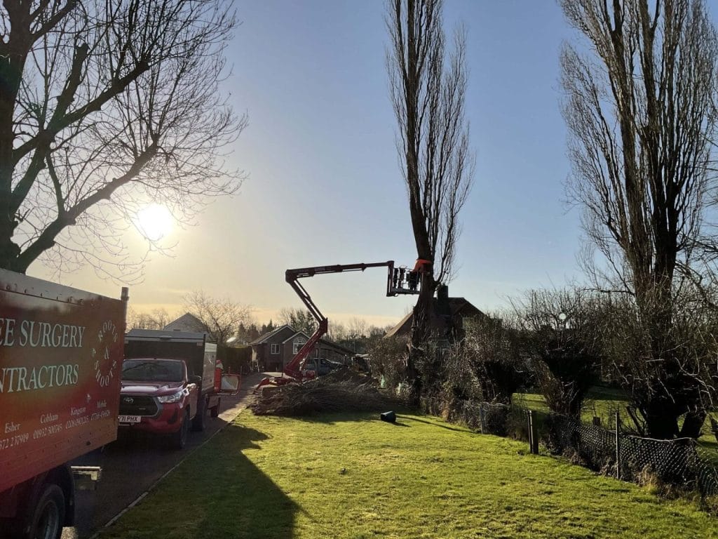 Tree Surgery in Woking