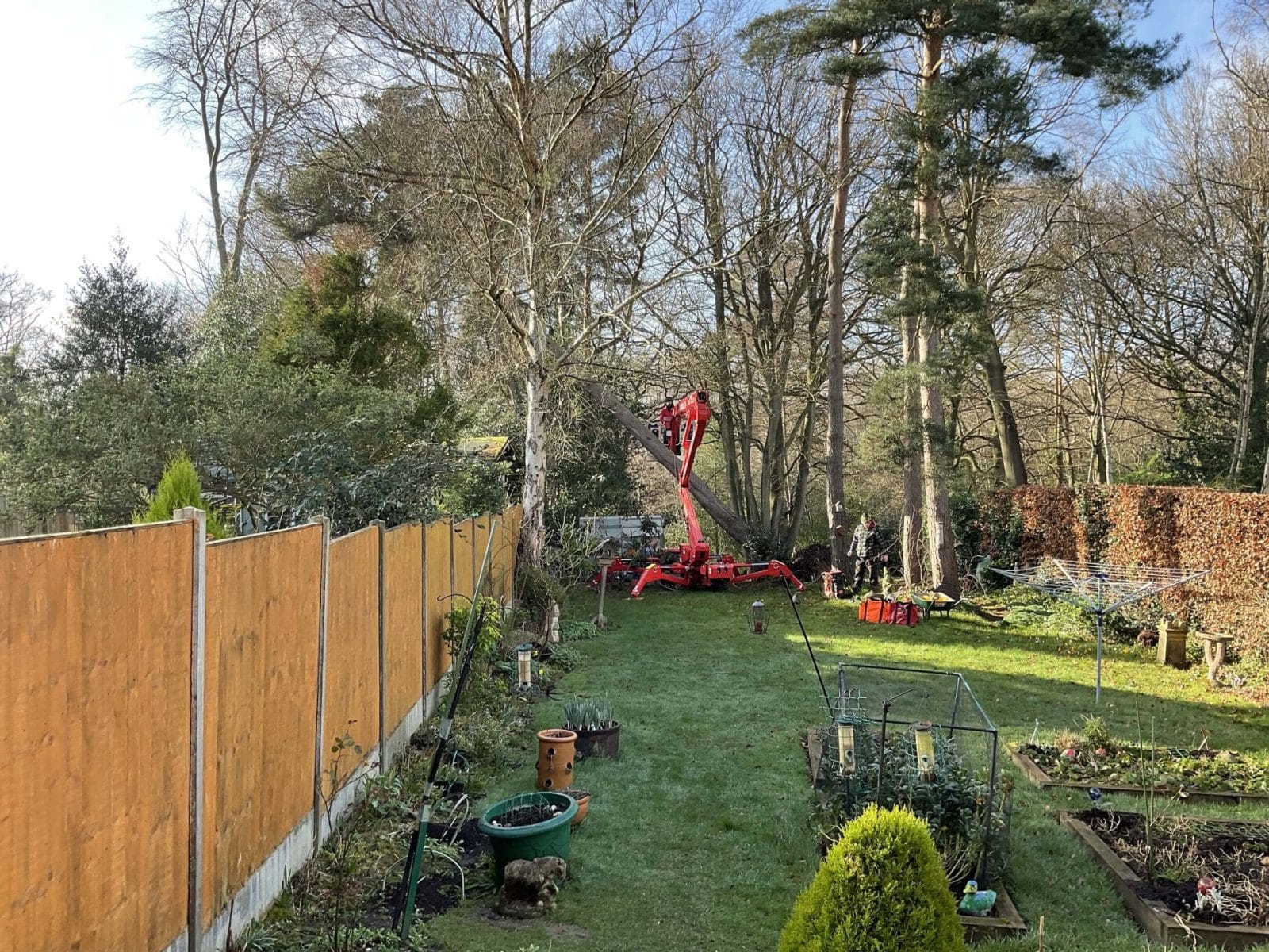 Professional Tree Services