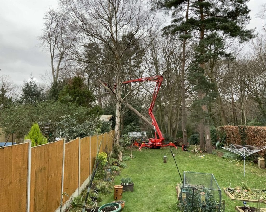 Tree Surgery in Woking