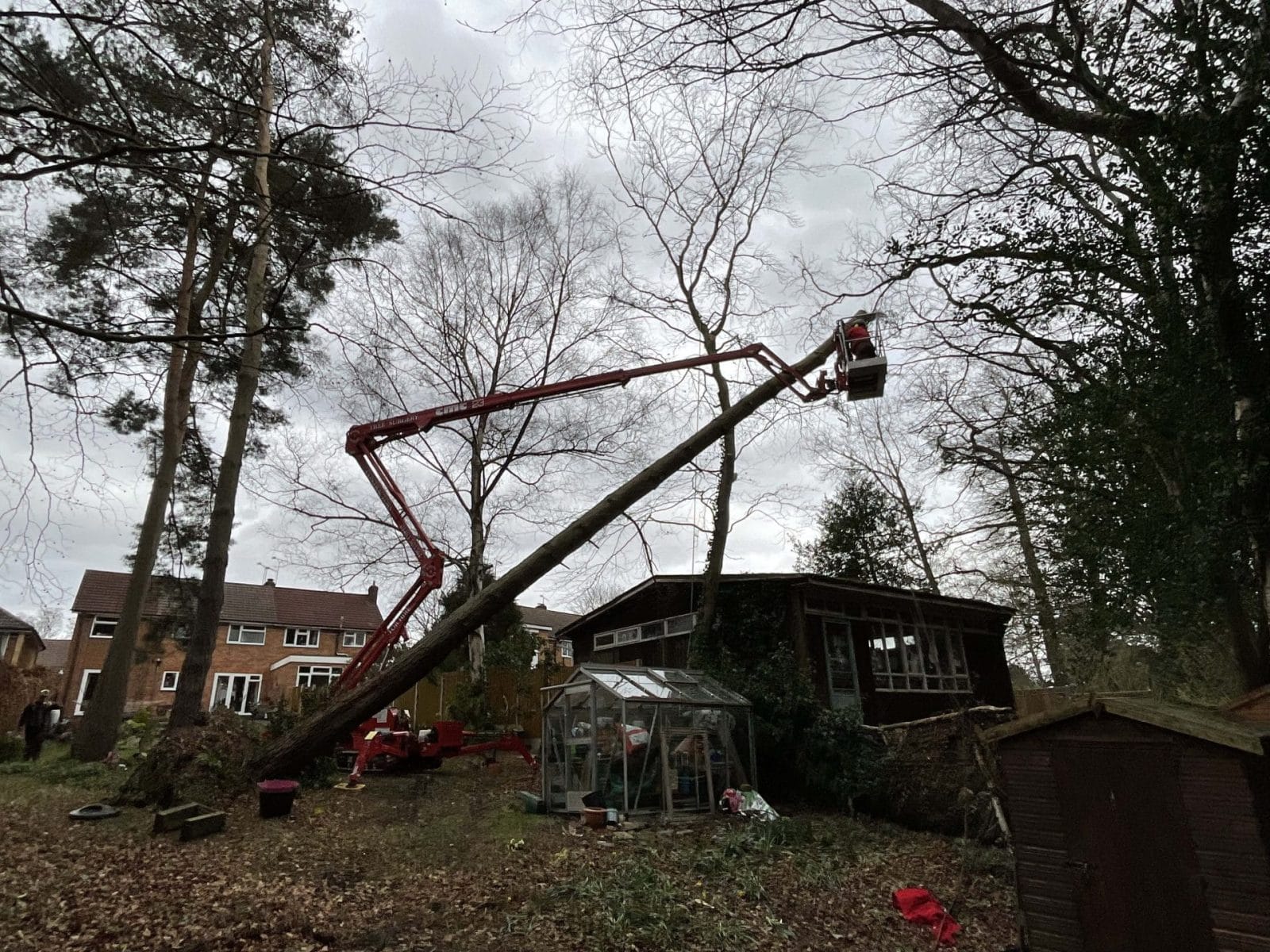 Professional Tree Services