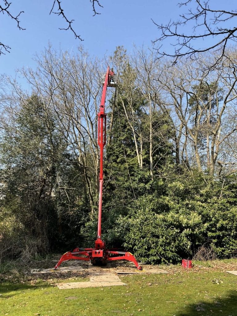 Tree Surgery Weybridge