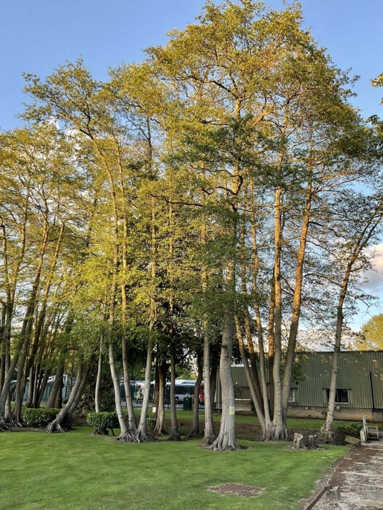 Tree Surgeons Walton on Thames​