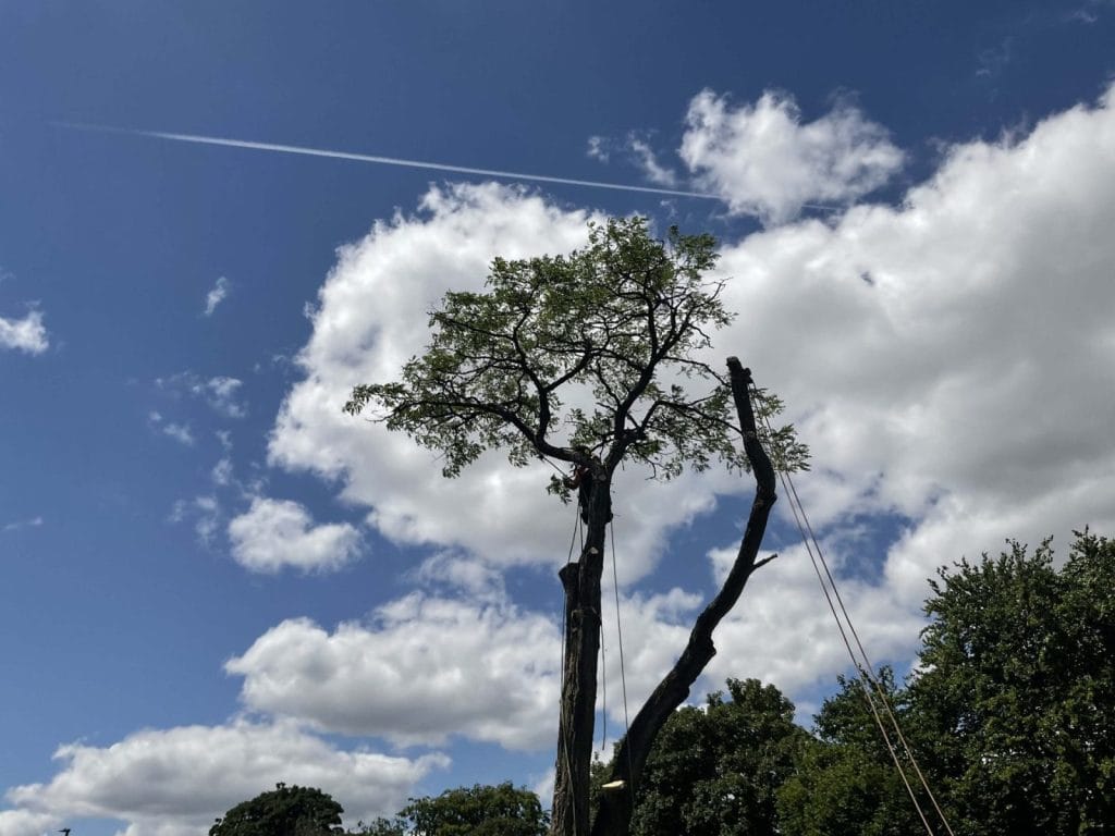 tree surgery services