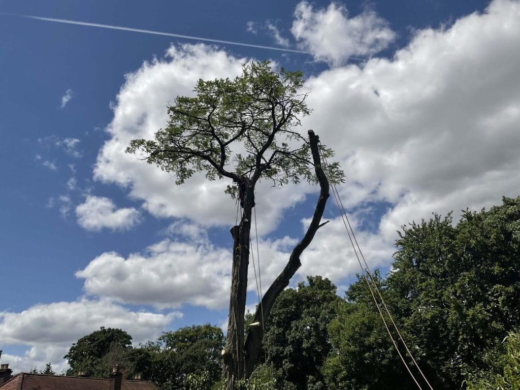 Tree surgeons Guildford