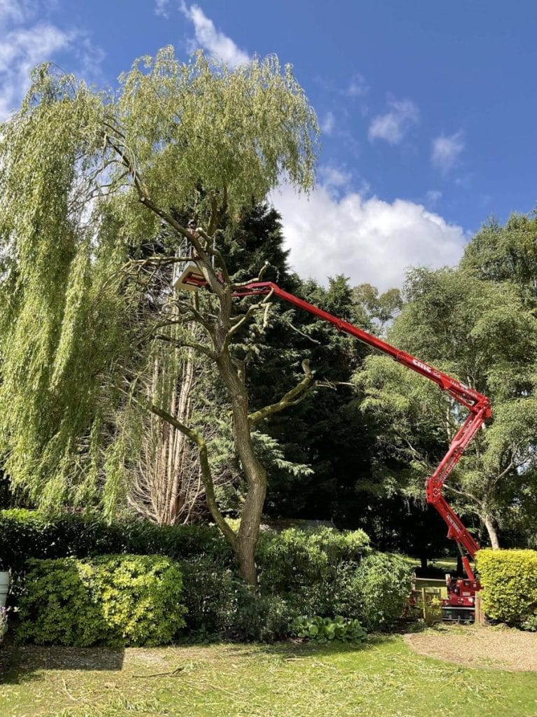 Professional Tree Surgery Epsom