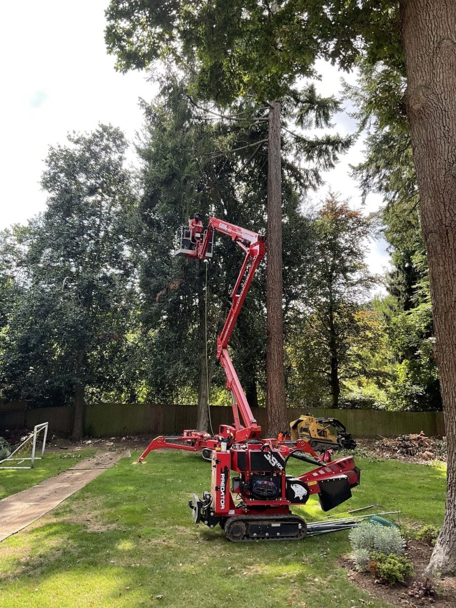 Tree Surgery Services