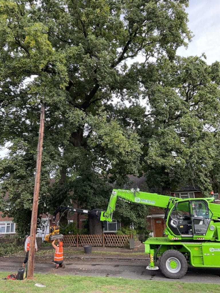 High-End Tree Surgery Services​