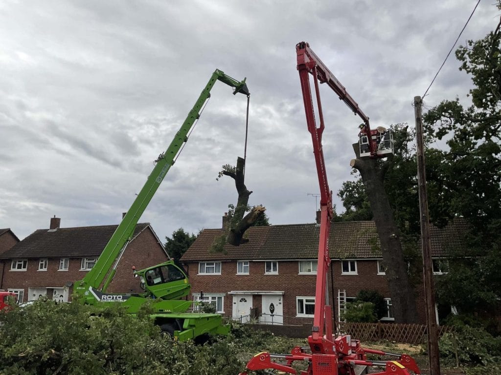 Professional Tree Surgeons Kingston