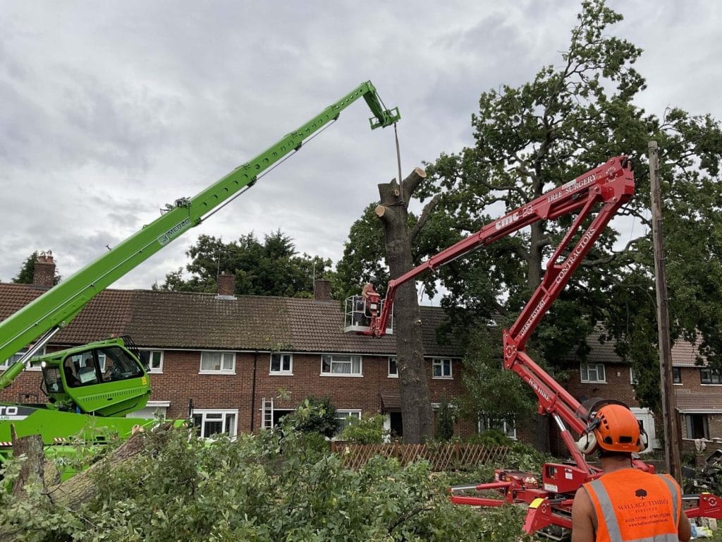 Quality Tree Surgery